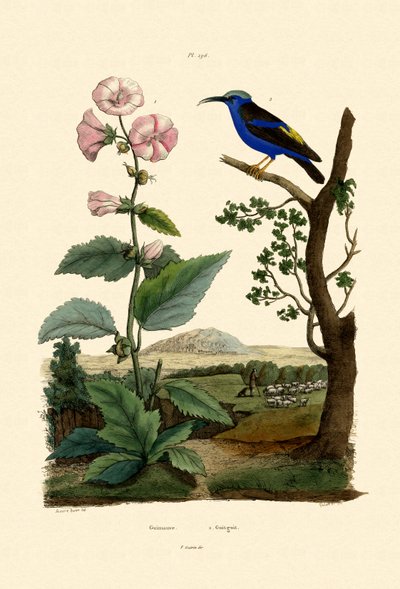 Malvavisco, 1833-39 de French School